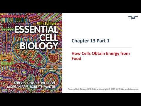 (BC PCB 3023) Chapter 13 How Cells Obtain Energy from Food Part 1