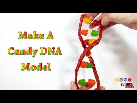 Make A Candy DNA Model! | STEM Activity