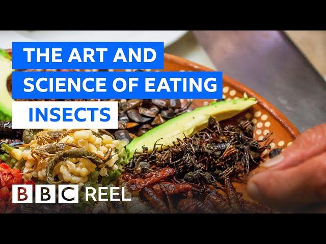 Should we all be eating insects? - BBC REEL