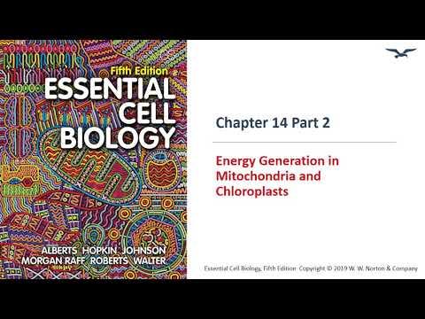 (BC PCB 3023) Chapter 14 Energy Generation in Mitochondria and Chloroplasts Part 2